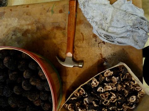 A Tough Nut Worth Cracking Harvesting Black Walnuts Edible Upcountry