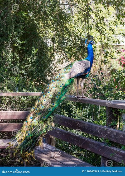 A Male Peacock Sits On A Wooden Fence In The Shade Of A Tree On A Sunny