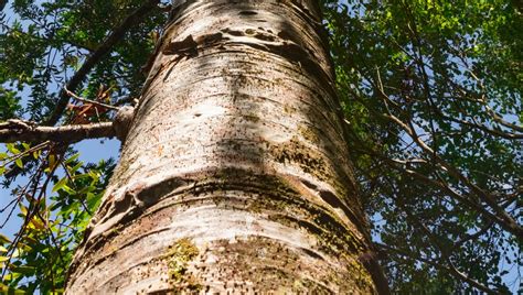 How Fast Do Redwood Trees Grow Described For Everyone