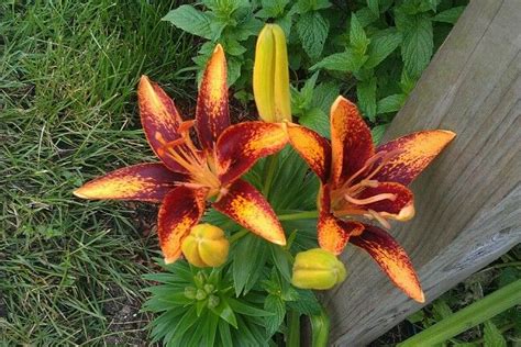 Tiny Orange Sensation Asiatic Lily Asiatic Lilies Tiny Oranges Lily