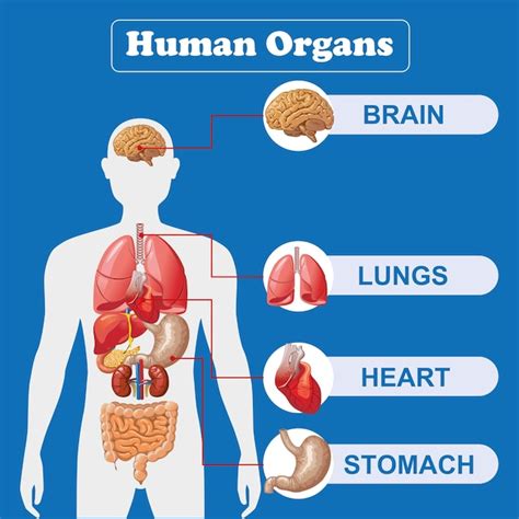 Menselijke Inwendige Organen Infographic Anatomie Lichaam Hersenen En