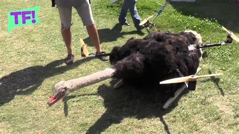 This Flying Ostrich Drone Is The Kookiest Thing Youll See All Day