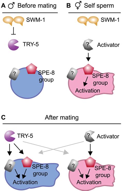 Models For The Protease Regulation Of Sperm Activation In Males And