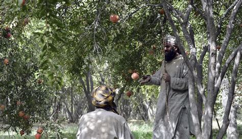 Foto Panen Buah Delima Di Afghanistan Foto Liputan