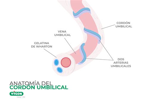 Qual A Função Do Cordão Umbilical - Cordão Umbilical 2 Artérias E 1 Veia - RETOEDU