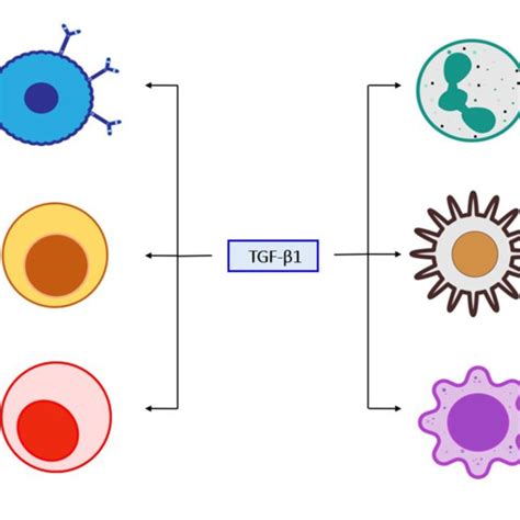 Role Of Tgf β1 In Unresolved Inflammation Tgf β1 Activation Promotes Download Scientific