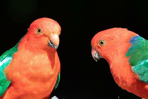 Australian King Parrot 25924684 Stock Photo at Vecteezy