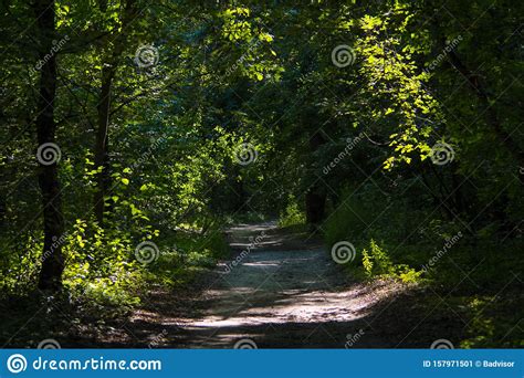 Forest Path Wood Road Stock Image Image Of Scenic 157971501