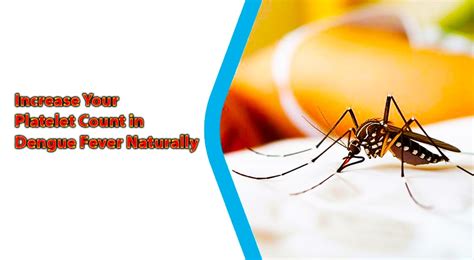 Increase Your Platelet Count In Dengue Fever Naturally