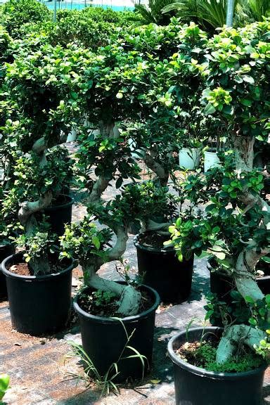 Ficus Bonsai Xxl Indoor Plants Plantshop Me