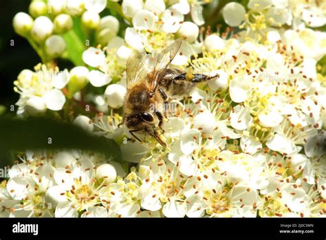 Blüten mit Bienen Stock Photo Alamy