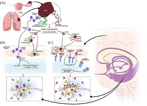 Pathophysiological Mechanisms For Paraneoplastic Neurological