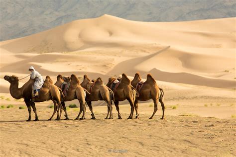 Ira Block Photography Caravan Of Bactrian Camels In The South Gobi