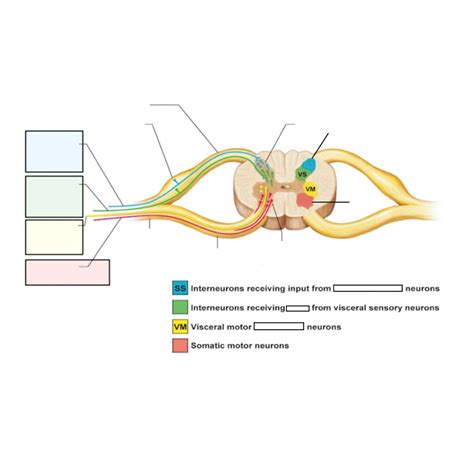 Spinal Cord Gray Matter Organization Diagram Quizlet