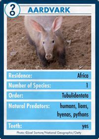 What's the difference between an anteater and an aardvark? | HowStuffWorks