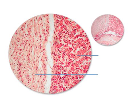 Biol L Pituitary Gland Histology Diagram Quizlet