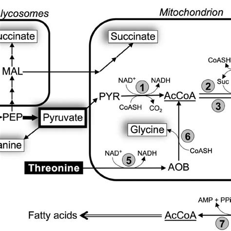 Schematic representation of acetate production from glucose and ...