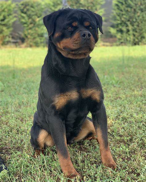 Allevamento Rottweiler Dell Iride Nera Treviso Veneto