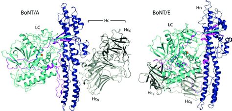 Crystal Structures Of Botulinum Neurotoxins Bonts A Crystal