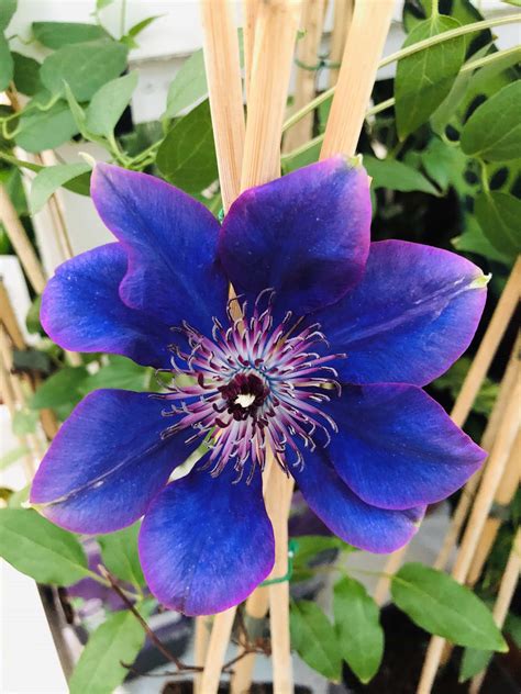 Clematis Patens Flowering Indoor Plants Plantshopme