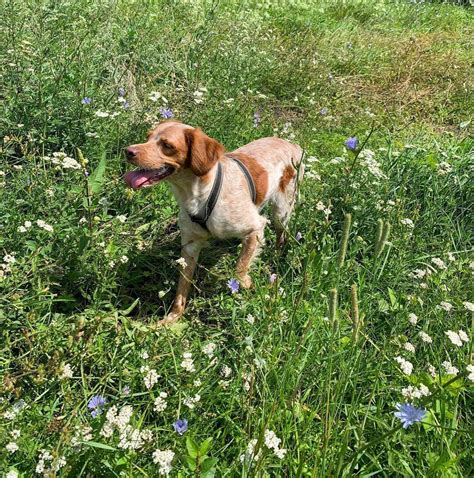 12 Reasons Why Brittany Spaniels Are The Best Dogs Ever Pet Reader