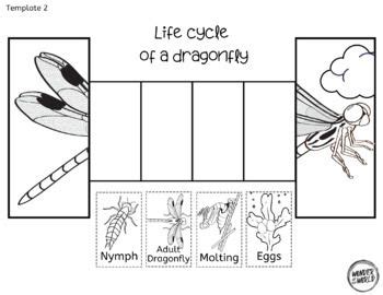 Life Cycle Of A Dragonfly Worksheet