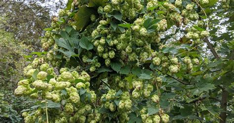 Le Houblon Sauvage Plantes Et Jardins Conseils En Jardinage Et Au