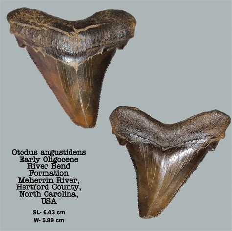 Otodus Angustidens Member Collections The Fossil Forum