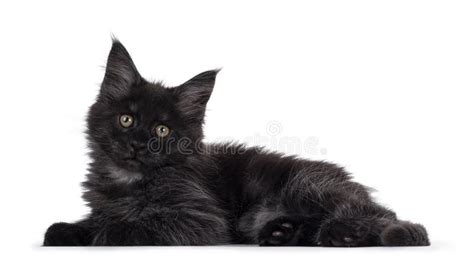 Black Smoke Maine Coon Cat Kitten On White Background Stock Image