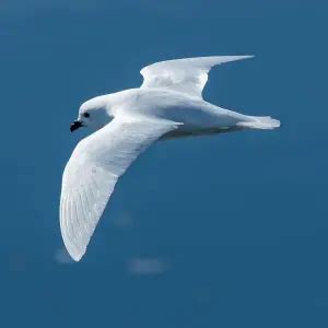 Snow Petrel - Facts, Diet, Habitat & Pictures on Animalia.bio