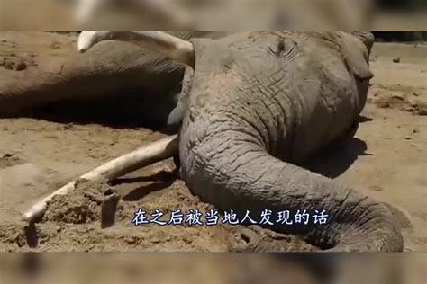 非洲大象死亡后，为什么当地人都围过来分肉？原来误会他们了！当地人死亡大象