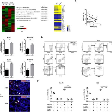 Rip3 Deficiency Up Regulates Cxcl1 And Induces Mdsc Chemotaxis Through