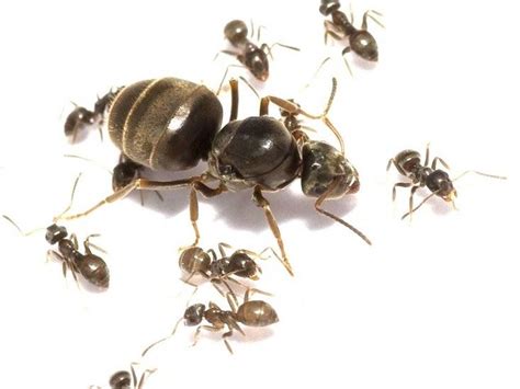 Lasius Niger Ant Colony With 10 Worker Ants Ant S Kingdom