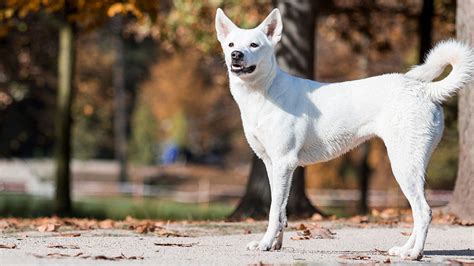 Canaan Dog Health Issues Characteristics Care