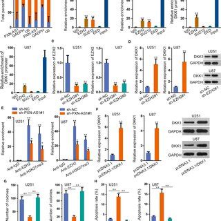 PXNAS1 Recruits EZH2 To Epigenetically Suppress DKK1 Expression A