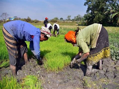 Kharif Crop Sowing More Than Previous Year Rise In Area Under