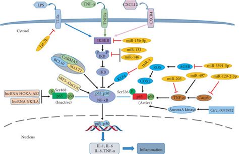 Noncoding Rnas And Nf κb Signaling Pathway Lipopolysaccharide Lps