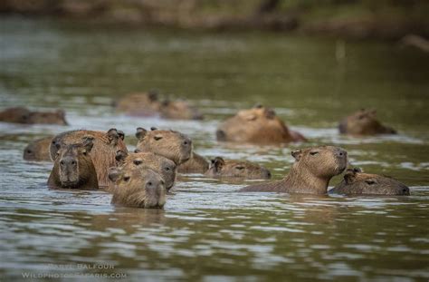 Get to Know the Capybara | Wildest