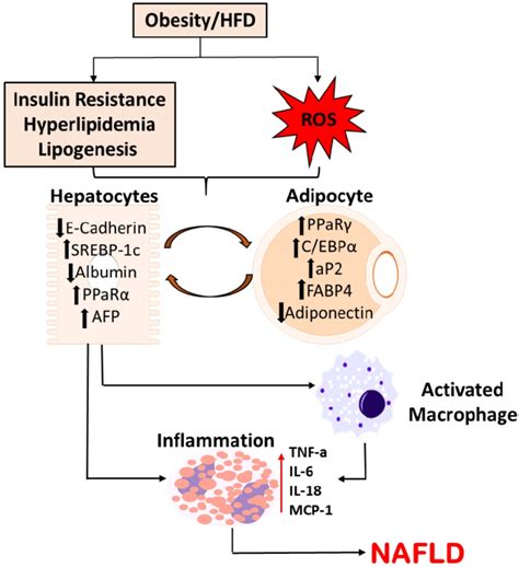 Schematic Representation Of Molecular Alterations In Hepatocytes In The