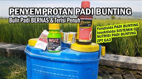 Penyemprotan Saat Padi Bunting Supaya Bulir Padi Bernas Youtube