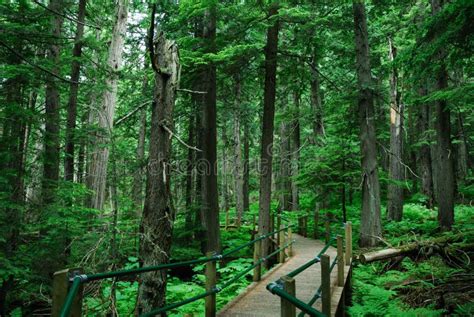 Hiking Trail in Rain Forest Stock Photo - Image of lichen, hike: 4668832