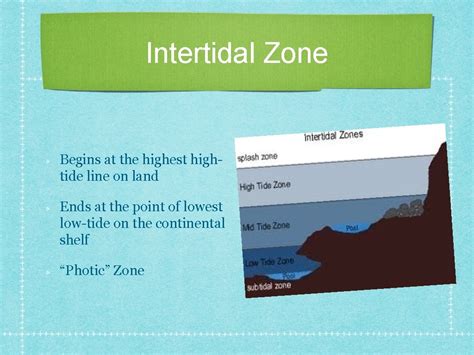 Ocean Habitats Ocean Zones Intertidal Zone Neritic Zone