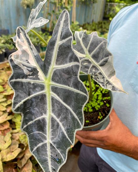 Alocasia Amazonica Variegated Polly Variegated African Mask Elephant