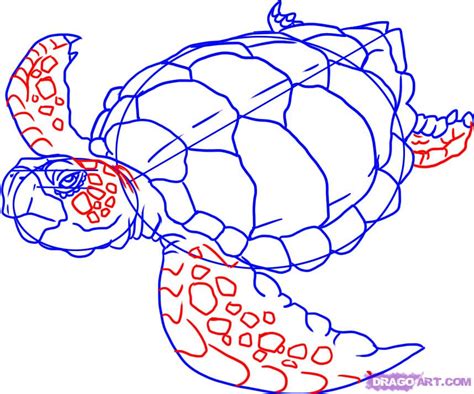 Realistic Turtle Drawing At Explore Collection Of