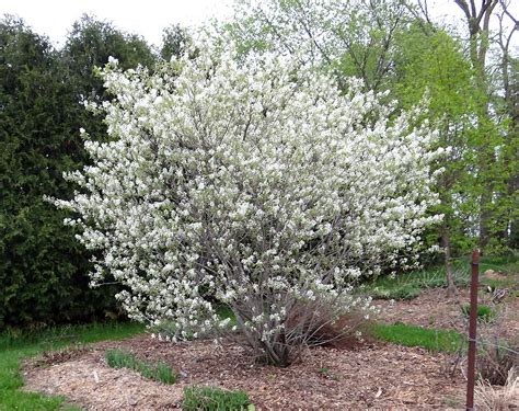 Amelanchier - Alchetron, The Free Social Encyclopedia