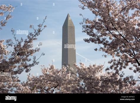 Washington Monument Seen Through Cherry Blossoms Along The Tidal Basin