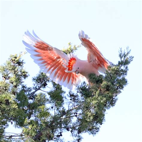 Allie Nickell On Twitter RT SandyHorne61 Pink Cockatoos This