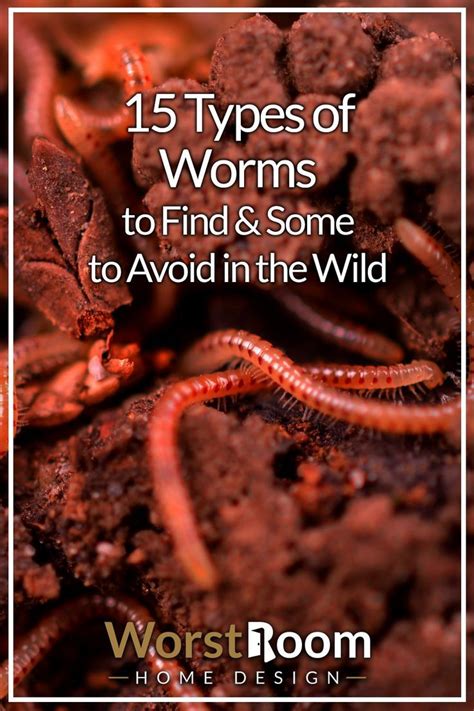 15 Types of Worms to Find & Some to Avoid in the Wild