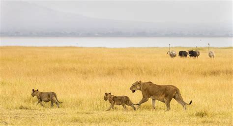 Serengeti wildebeest migration explained with moving map