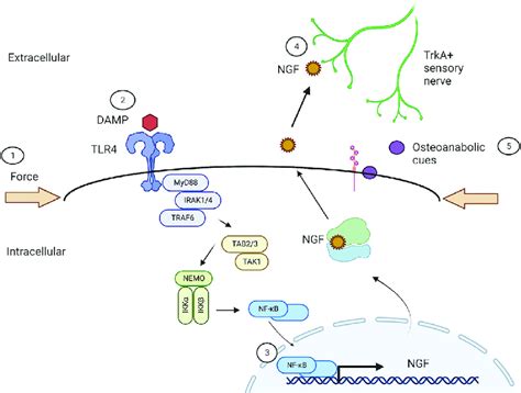 Schematic Of Tlr Signaling In Load Induced Bone Formation